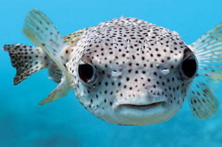 Almindelig pindsvinefisk