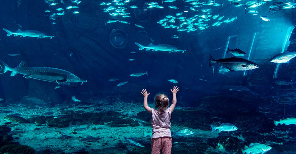Kattegatcentrets største akvarium - Oceanariet - med fisk og hajer fra Kattegat!