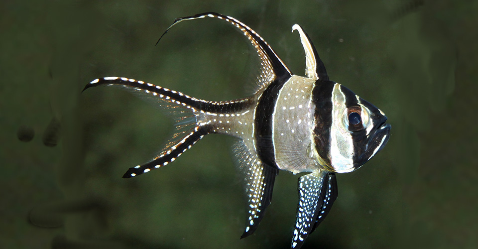 Kardinalfisk (Pterapogon kauderni) i Kattegatcentret. 