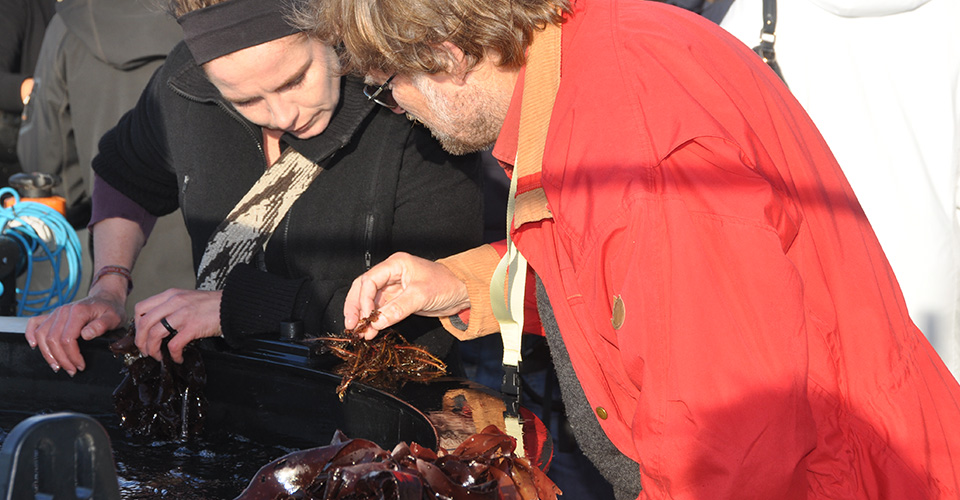 Nordic Seaweed Conference - Danmarks største konference om alger
